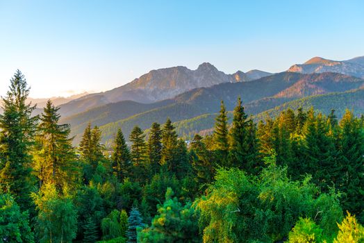 tops of mountains with a dense coniferous forest in the rays of the morning sun with a summer fennel