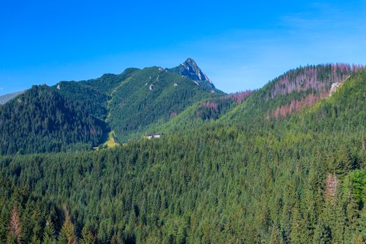 mountains covered with a dense coniferous forest against the blue sky