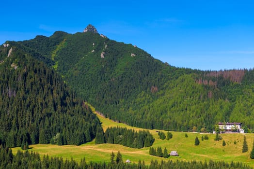 beautiful mountain landscape - mountainside with thick fir trees