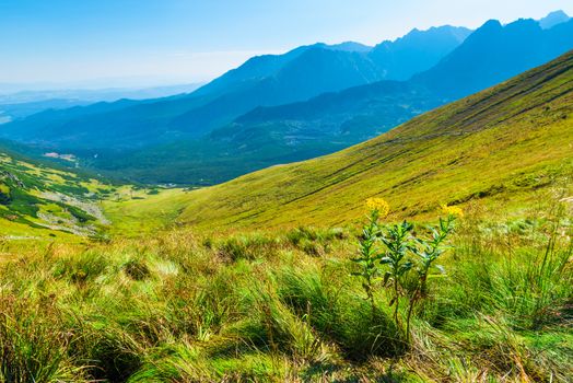 green grass on the slope of the high Tatra Mountains in Zakopane, Poland