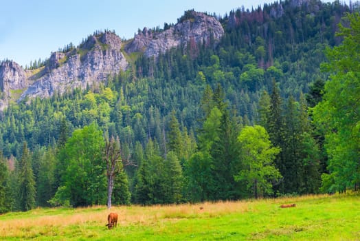 brown cow grazing in a meadow in the Tatra Mountains