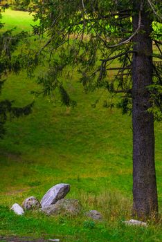 trunk of spruce and stones on a lawn vertical landscape
