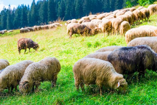 a large flock of sheep on a green meadow on a slope of mountains in Poland