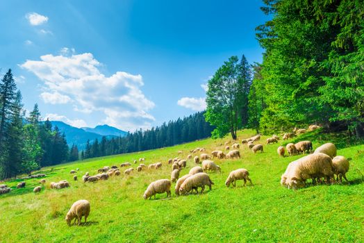 landscape slope of a mountain and flock of sheep on a meadow on a sunny day