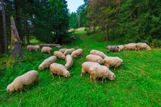 a herd of long-haired sheep on a green meadow near the forest