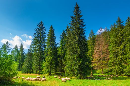landscape Zakopane - flock of sheep on a green meadow on the slope of the mountains