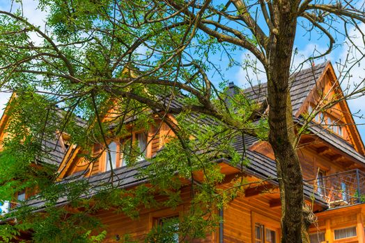 spreading tree close-up near a tall wooden house