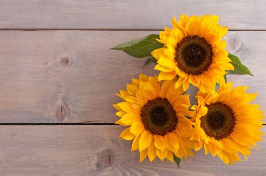 Summer sunflowers on a wooden background with space