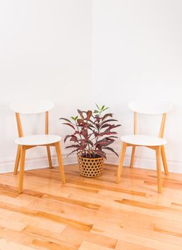 Room corner with elegant chairs and colorful Croton plant in a basket. Modern home decor.