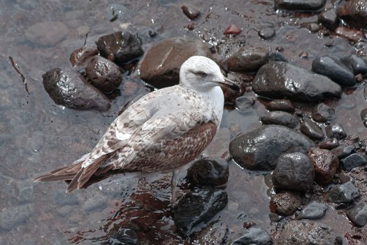 Common Gull (larus canus) juvenile on a beach in Funchal Madeira Portugal