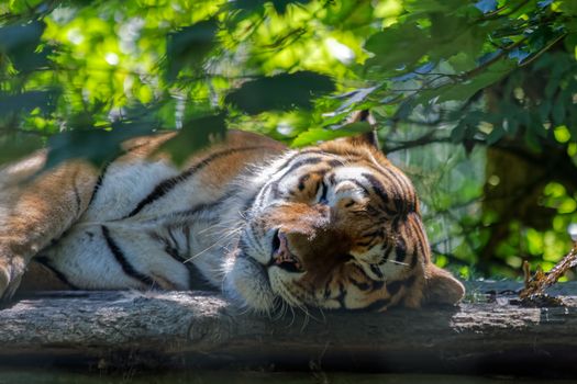 Bengal Tiger (Panthera tigris tigris) sleeping