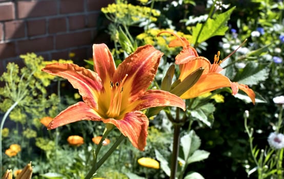 orange tiger Lily flower on blurred nature background
