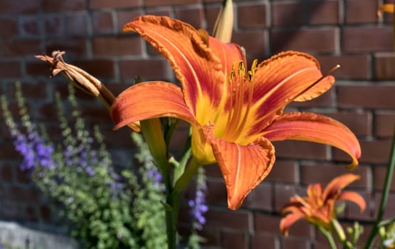 orange tiger Lily flower on blurred nature background, soft focus