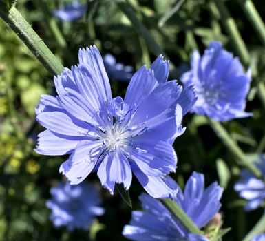 blue flower of chicory in the light of the morning sun, visible pistils, stamens, pollen