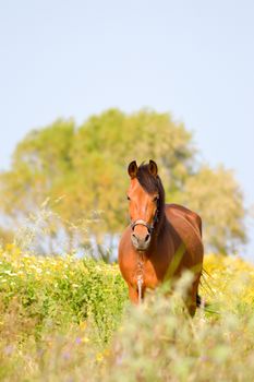 Brown horse in a meadow filled with daisies on the island of Crete