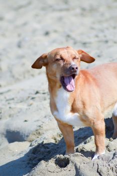 Red dog in front of the waves of the ocean on the island of Crete