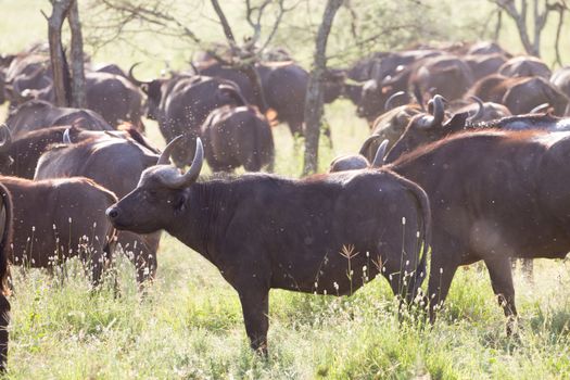 African Buffalo or Cape buffalo, Syncerus caffer, herd in the Ngorongoro Crater national park, Tanzania.