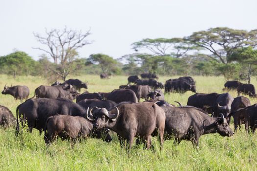 African Buffalo or Cape buffalo, Syncerus caffer, herd in the Ngorongoro Crater national park, Tanzania.