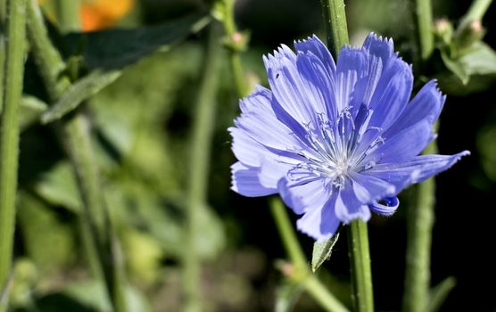 blue flower of chicory in the light of the morning sun, soft focus