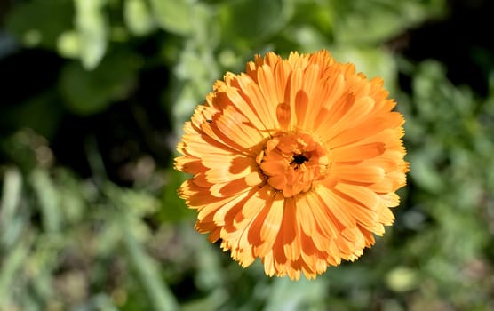 bloomed yellow calendula the flower with latin name Calendula