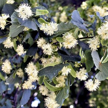 flowers of the Linden tree, soft focus