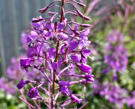 blooms Ivan-tea plant with Latin names Chamerion angustifolium