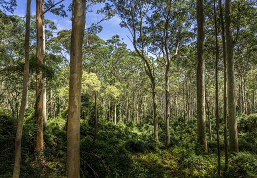 Spotted gum forest in the sunlight.  Australia