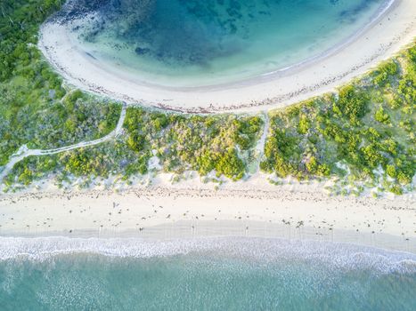 Top view looking down onto Broulee tombolo dune which connects the island to the mainland