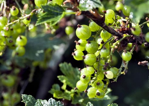ripening green blackcurrant illuminated by the sun