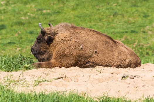 Bison in glacial wild reserve in the Neander Valley in a green meadow