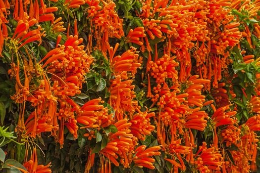 A wall covered with flowering Pyrostegia venusta, the orange, trumpetvine.
