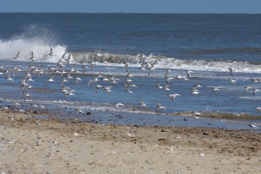 Little Terns (Sternula albifrons) Flying along the Beach at Winterton-on-Sea