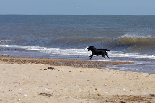 Black dog with a red ball running along the beach at Winterton-On-Sea in Norfolk