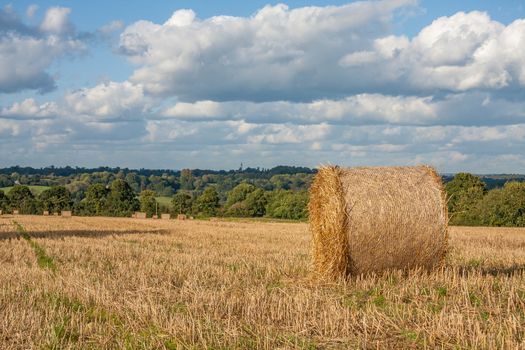 Hay bales in a field after the harvest