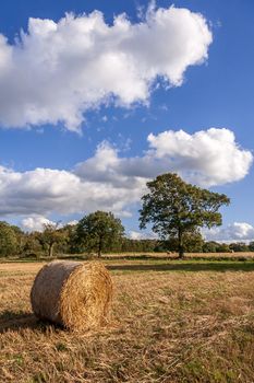 Hay bales in a field after the harvest