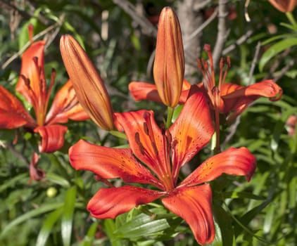 orange tiger Lily flower illuminated by the evening sun on blurred nature background