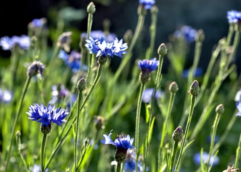 blue cornflowers blossomed on blurred green nature background