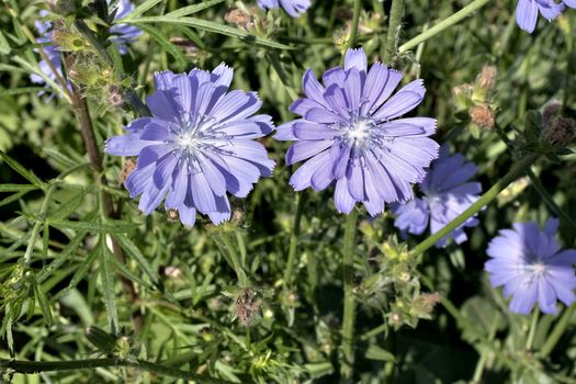 blue flower of chicory in the light of the morning sun, visible pistils, stamens, pollen
