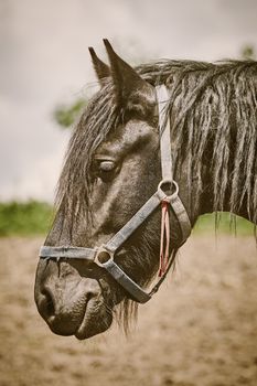 Portrait of Black Horse on the Nature