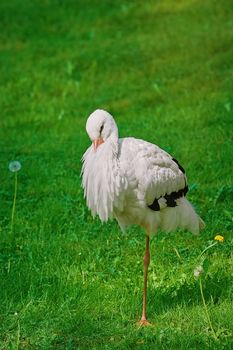 Stork Stands on One Leg on the Grass