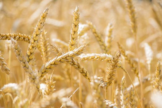 Mature wheat field background. Golden agriculture cereal harvest growing in nature. Raw food plant