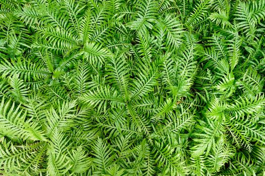 ferns leaves natural green floral background
