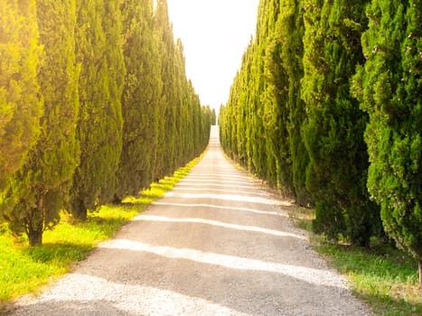 Cypress alley with rural country road, Tuscany, Italy