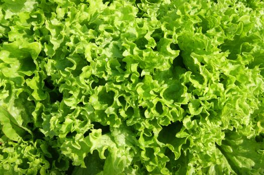Colorful background from foliage of the green fresh salad