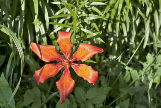 orange tiger Lily flower illuminated by the evening sun on blurred nature background