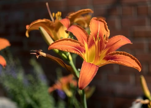 orange tiger Lily flower on blurred nature background