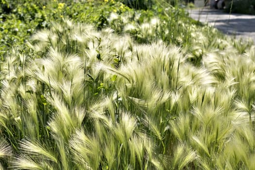 steppe feather grass illuminated by contour sun