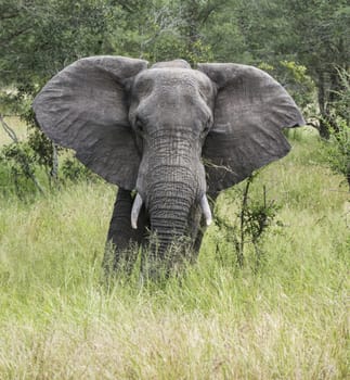 big african elephant in south africa kruger national park mduring safari