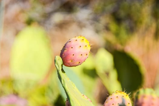 prickly pears wild fruit of sicily alone symbol