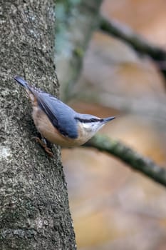 Nuthatch perched on tree near Weir Wood Reservoir